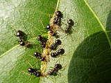 mravce dráždia Vošky