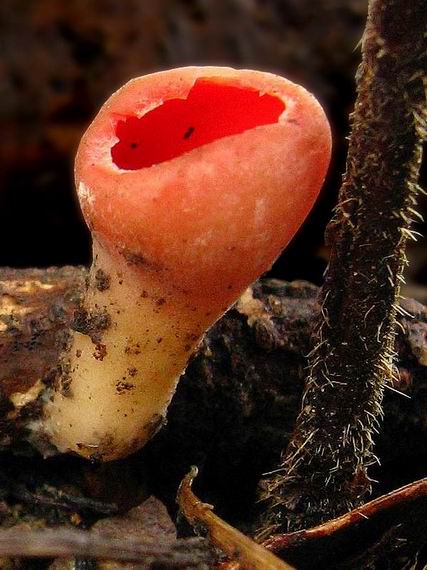 ohnivec Sarcoscypha sp.