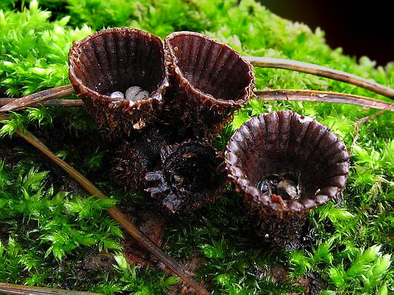 čiaškovec pásikavý Cyathus striatus (Huds.) Willd.