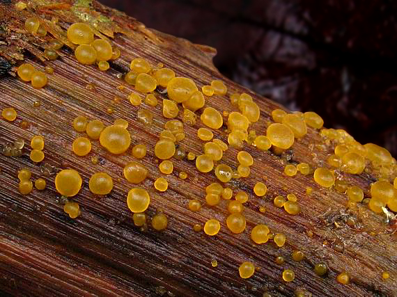slzovec Dacrymyces sp.
