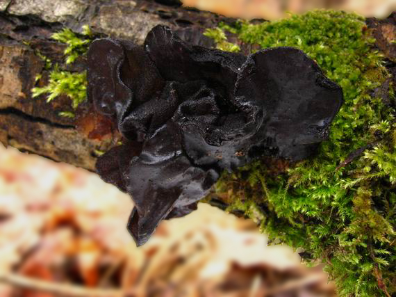 tmavorôsolovec mušľovitý Exidia truncata Fr.