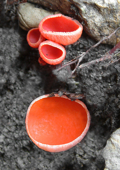 ohnivec šarlátový Sarcoscypha coccinea (Gray) Boud.