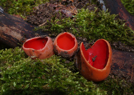 ohnivec Sarcoscypha sp.