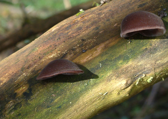 uchovec bazový Auricularia auricula-judae (Bull.) Quél.