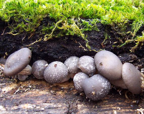 hliva ustricovitá Pleurotus ostreatus (Jacq.) P. Kumm.