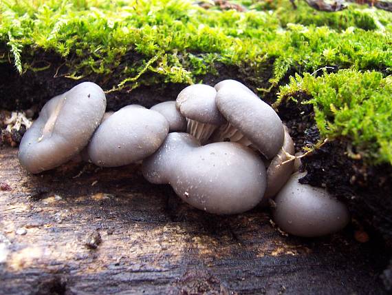 hliva ustricovitá Pleurotus ostreatus (Jacq.) P. Kumm.