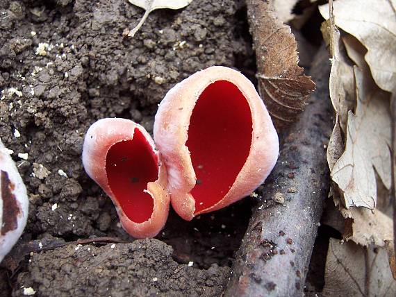 ohnivec šarlátový Sarcoscypha coccinea (Gray) Boud.
