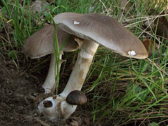 štítovka jelenia Pluteus cervinus (Schaeff.) P. Kumm.