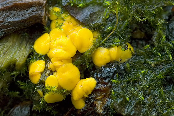 okrasník žltý Calycina citrina (Hedw.) Gray