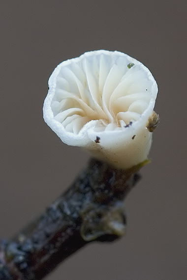 pahliva 	Crepidotus sp.