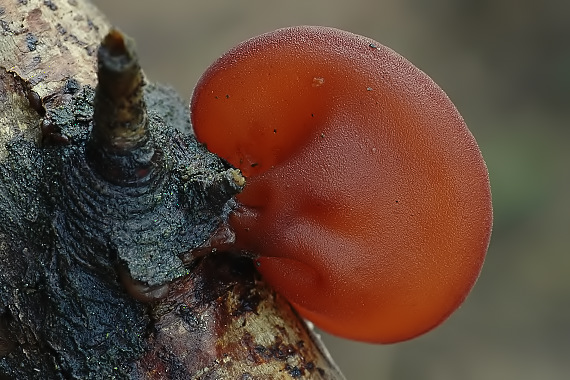 uchovec bazový Auricularia auricula-judae (Bull.) Quél.