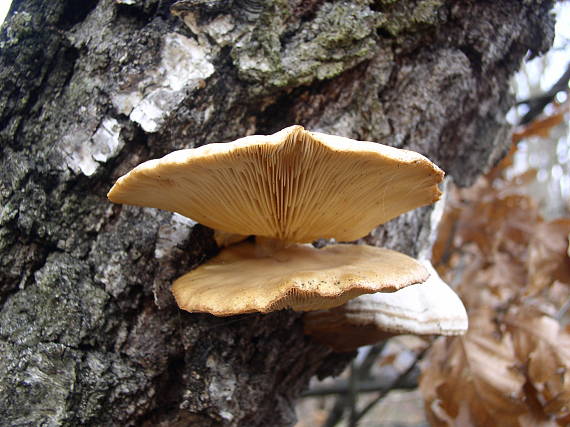 hliva ustricovitá Pleurotus ostreatus (Jacq.) P. Kumm.