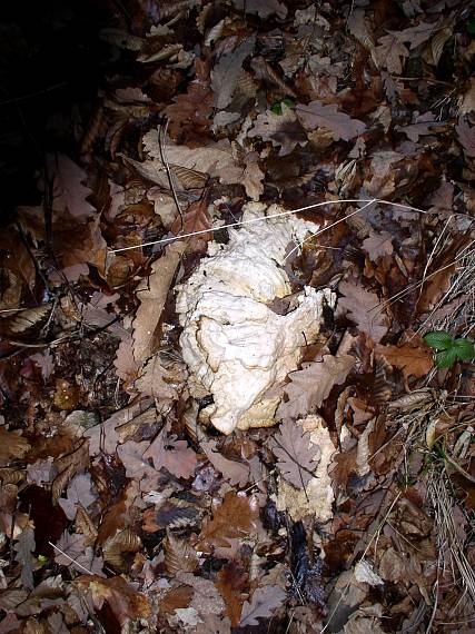 sírovec obyčajný Laetiporus sulphureus (Bull.) Murrill