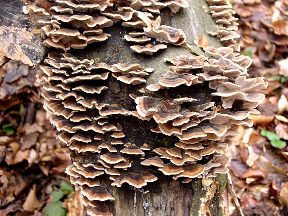 trúdnikovec pestrý Trametes versicolor (L.) Lloyd