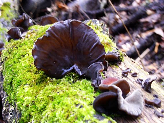 uchovec bazový Auricularia auricula-judae (Bull.) Quél.