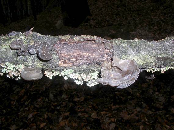uchovec bazový Auricularia auricula-judae (Bull.) Quél.