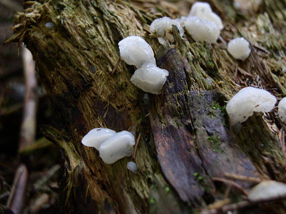 pajelenka želatínová Pseudohydnum gelatinosum (Scop.) P. Karst.