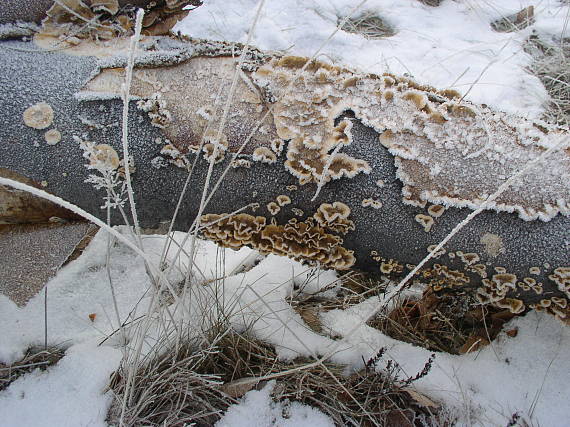 pevník chlpatý Stereum hirsutum (Willd.) Pers.