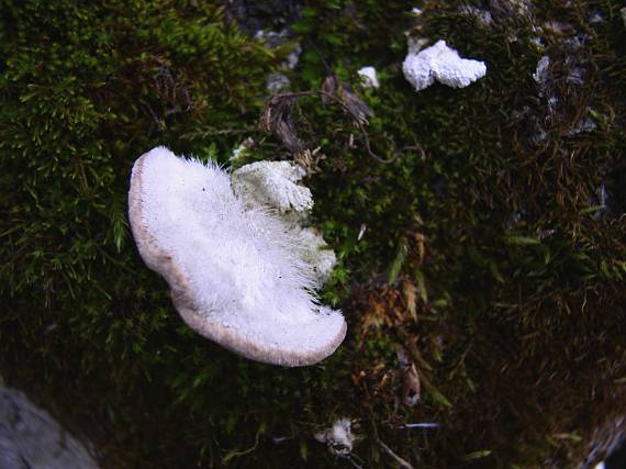 trúdnikovec chlpatý Trametes hirsuta (Wulfen) Lloyd