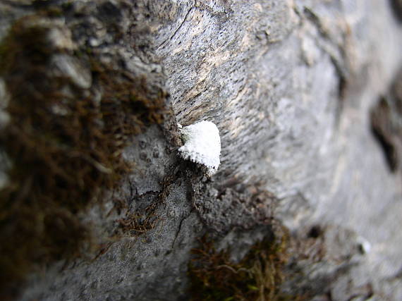 klanolupeňovka obyčajná Schizophyllum commune Fr.