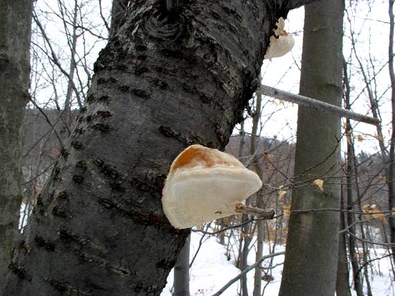 práchnovec kopytovitý Fomes fomentarius (L.) J.J. Kickx