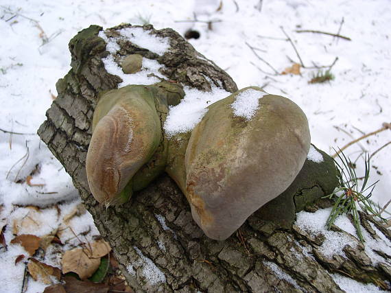 ohňovec mohutný Fomitiporia robusta (P. Karst.) Fiasson & Niemelä