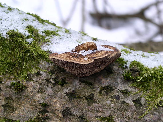 sieťkovček červenkastý Daedaleopsis confragosa (Bolton) J. Schröt.