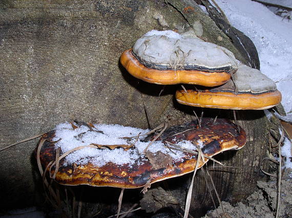 práchnovček pásikavý Fomitopsis pinicola (Sw.) P. Karst.