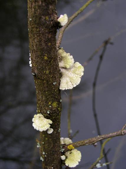 klanolupeňovka obyčajná Schizophyllum commune Fr.