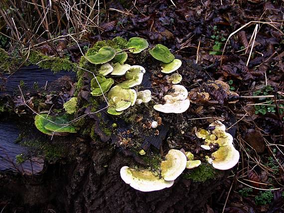 trúdnikovec hrbatý Trametes gibbosa (Pers.) Fr.
