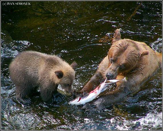 "Kousnout ci nekousnout?" Ursus horribilis.