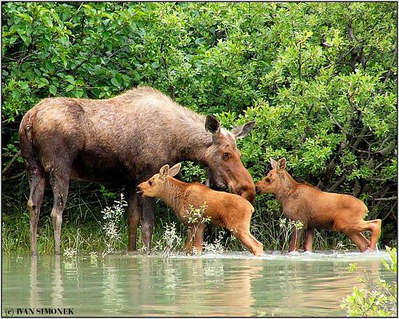 "Chceme nakojit." Alces alces giga.