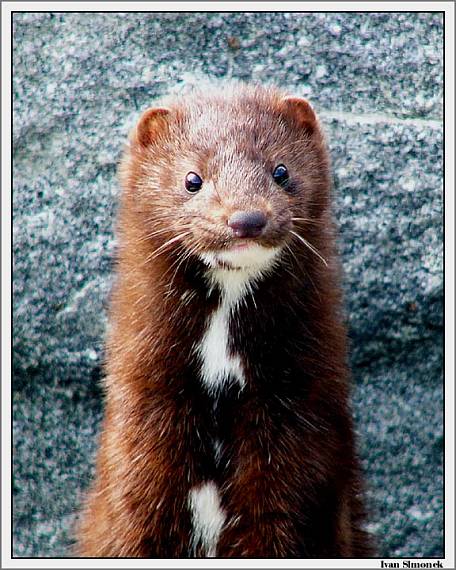 "Roztomily dravec". Mustela vision