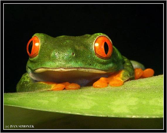 "No cumim,no.." Agalychnis callidryas.