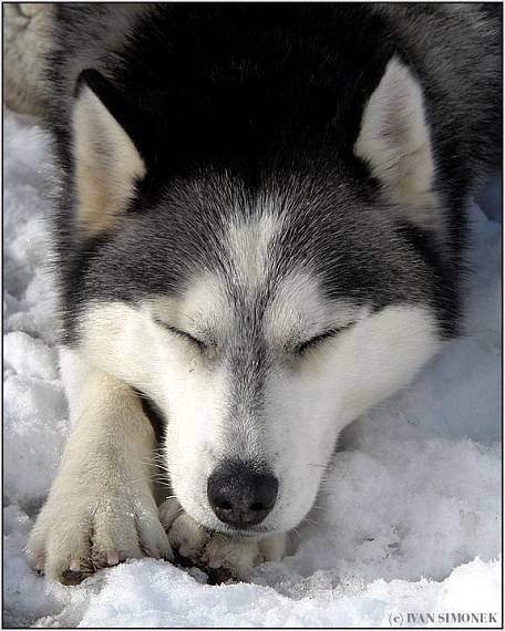"Drimajici Husky".