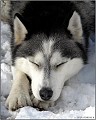 "Drimajici Husky".