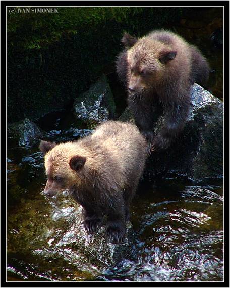 "Fronta na ryby". Ursus arctos horribilis.