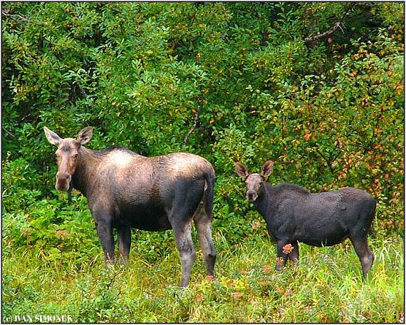 "Synchronizovane pozorovani". Alces alces giga.
