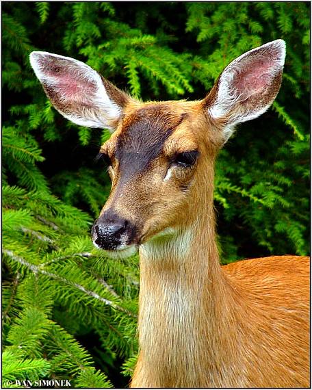 "Prirodni krasavice". Odocoileus hemionus sitkensis.