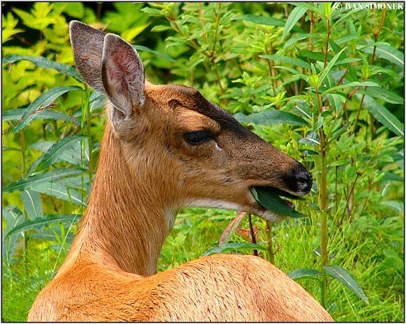 "V divocine chutna...". Odocoileus hemionus sitkensis.