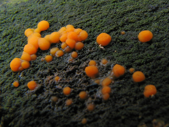 slzovec Dacrymyces sp.