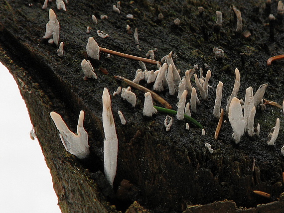 drevnatec parohatý Xylaria hypoxylon (L.) Grev.