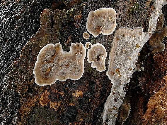 sivopórovka tmavá Bjerkandera adusta (Willd.) P. Karst.
