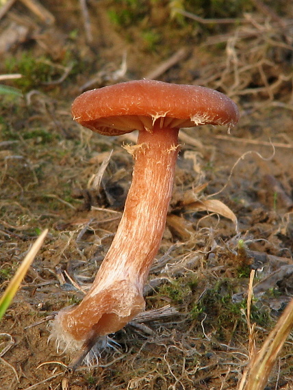 smeťovka zimná Tubaria furfuracea (Pers.) Gillet