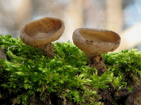 hľuznatka Sclerotinia sp.