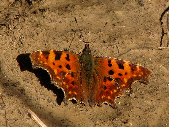 babôčka zubatokrídla Polygonia c-album