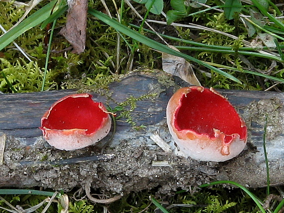 ohnivec šarlátový Sarcoscypha coccinea (Gray) Boud.