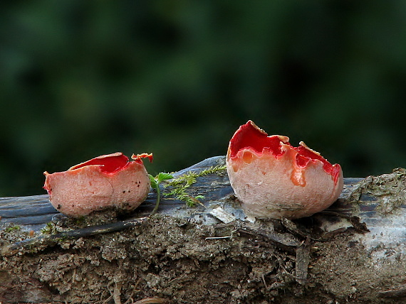 ohnivec šarlátový Sarcoscypha coccinea (Gray) Boud.