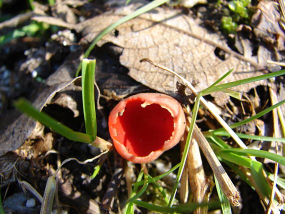 ohnivec šarlátový Sarcoscypha coccinea (Gray) Boud.