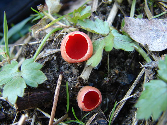 ohnivec šarlátový Sarcoscypha coccinea (Gray) Boud.